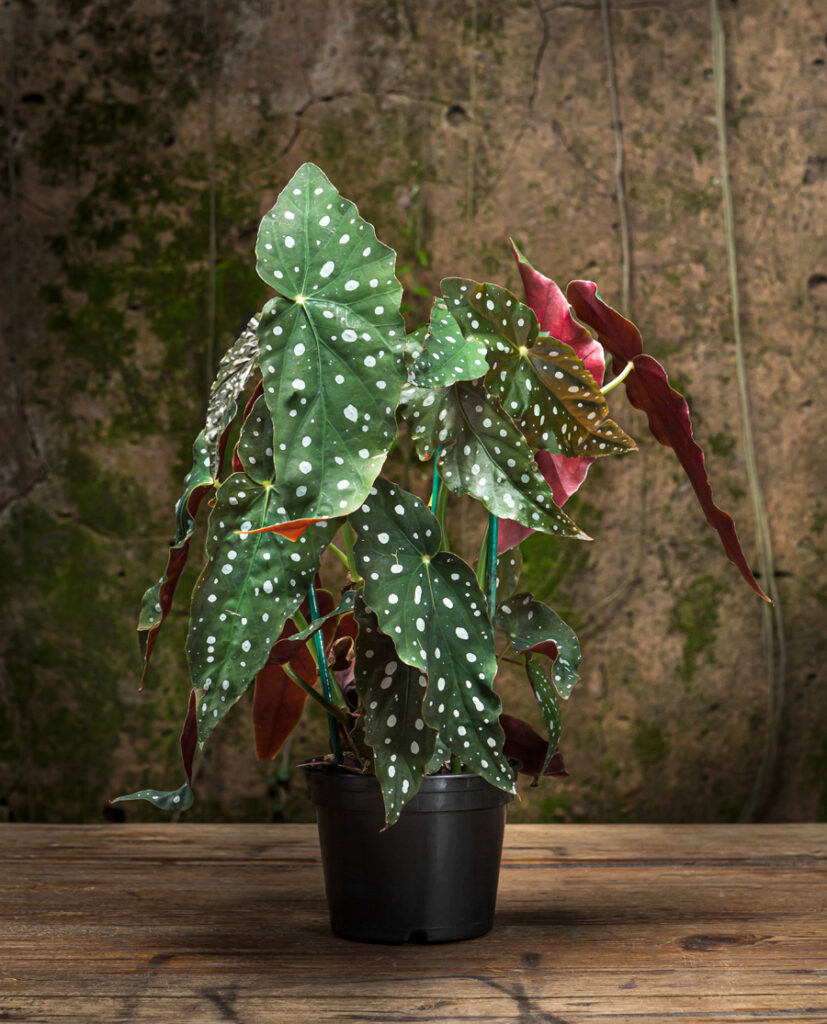 Begônia (Begonia sp.)