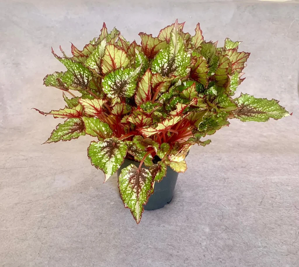 Begônia (Begonia sp.)