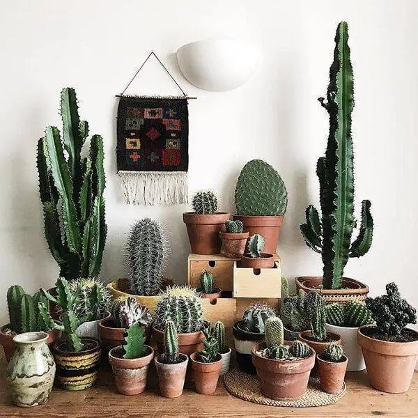 Cactos (Cactaceae)