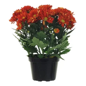 Crisântemo (Chrysanthemum sp.)