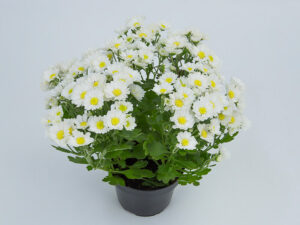 Crisântemo (Chrysanthemum sp.)