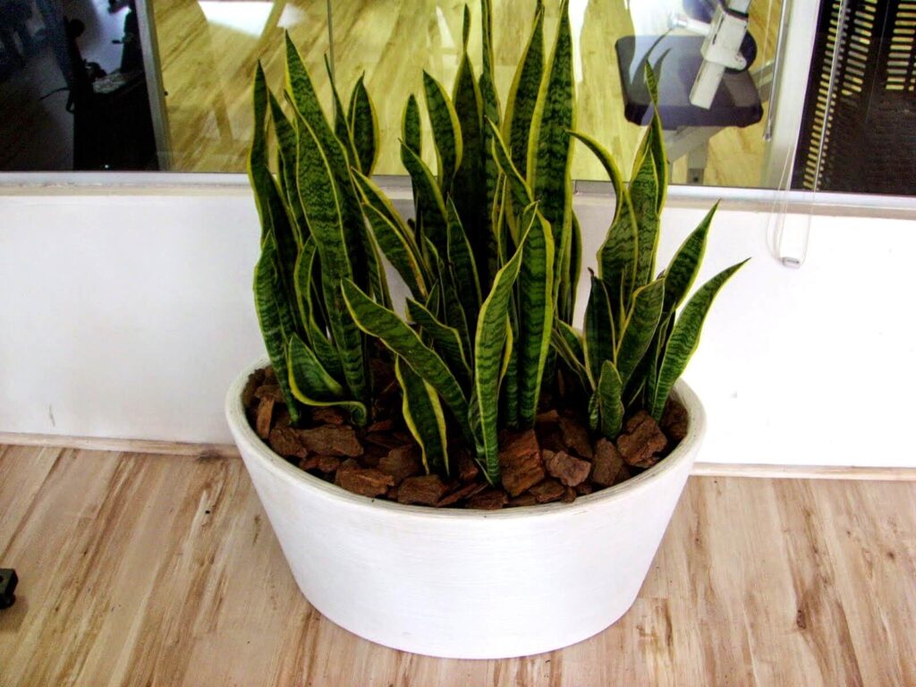 Espada-de-São-Jorge (Sansevieria trifasciata)