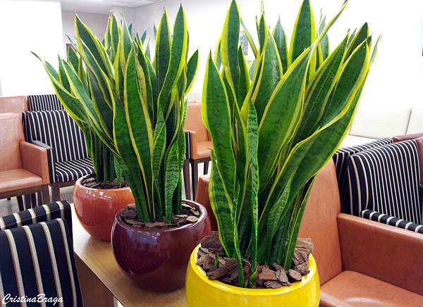 Espada-de-São-Jorge (Sansevieria trifasciata)