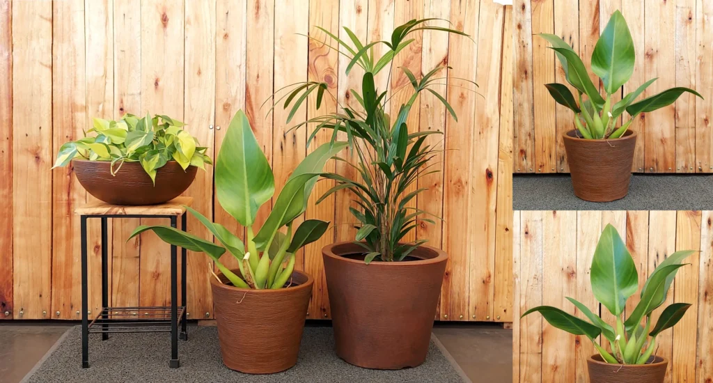 Pacová (Philodendron hederaceum)