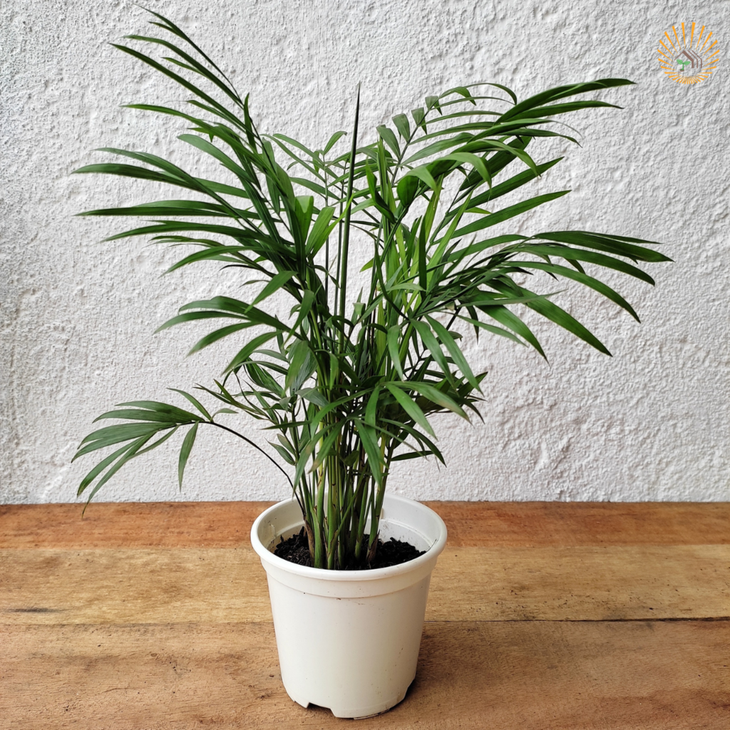 Palmeira-Leque (Chamaedorea elegans)