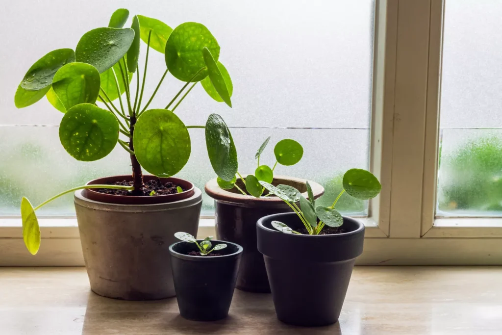 Pilea (Pilea peperomioides)