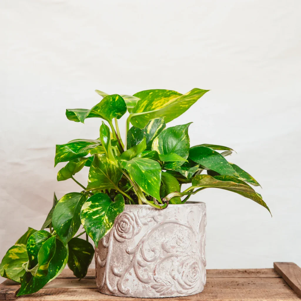 Pothos (Epipremnum aureum)