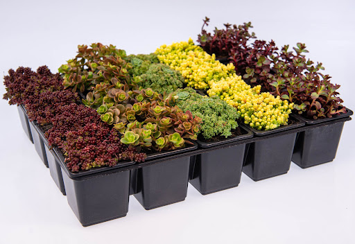 Suculentas Sedum sp