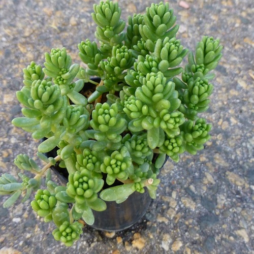 Suculentas Sedum sp
