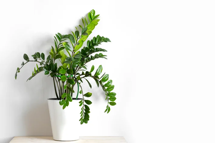Zamioculca (Zamioculcas zamiifolia)