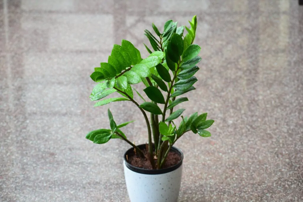 Zamioculca (Zamioculcas zamiifolia)