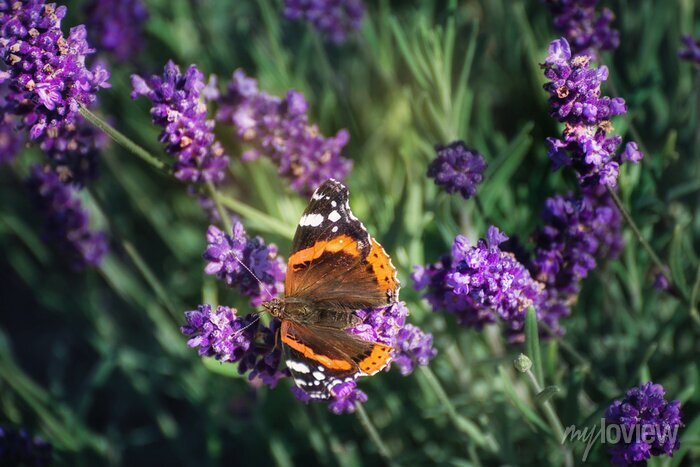 Lavanda