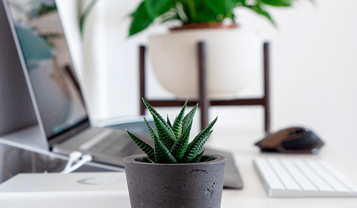 plantas na mesa de escritorio