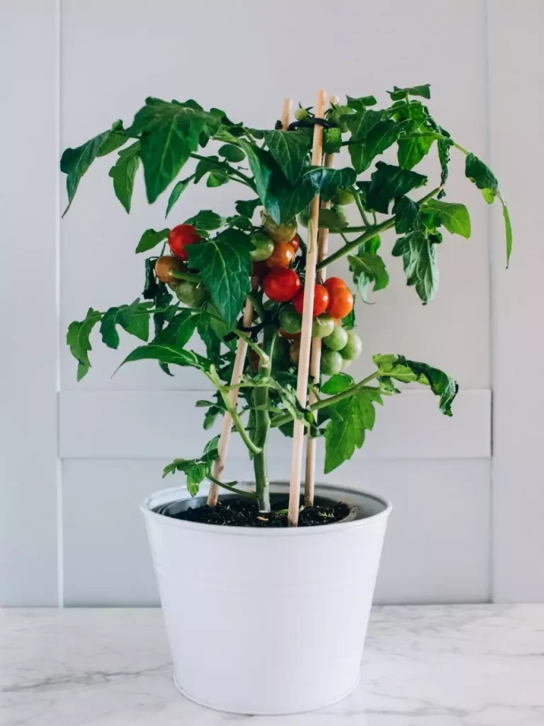 Tomate em vaso