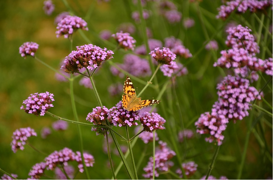 Verbena com borbeletas