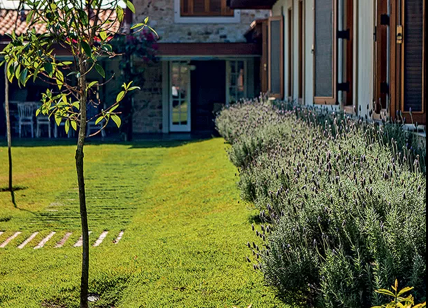 Lavanda em casa